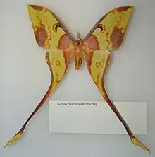 Actias maenas male