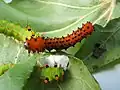 Second-instar larva with third instars in the background