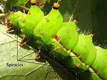 Image 22Indian moon moth (Actias selene) with some of the spiracles identified (from Respiratory system of insects)