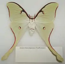 Actias truncatipennis female