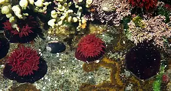 Actinia tenebrosa