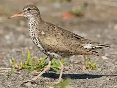 Playero coleador (Actitis macularia)