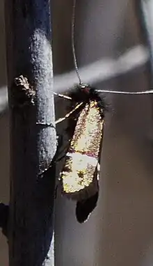 Photograph of the moth on a branch