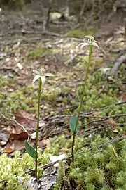 Two plants growing together near Makarora in Otago.