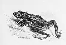 Illustration of a Kelaart's toad