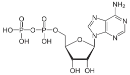 Skeletal formula of ADP