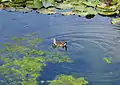 Adult swimming in a pond in central Chile.