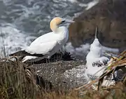 Australasian gannet