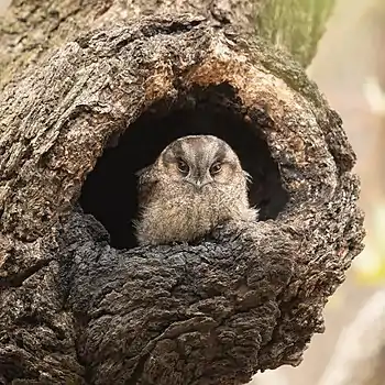 Image 16Australian owlet-nightjarPhotograph credit: John HarrisonThe Australian owlet-nightjar (Aegotheles cristatus) is a nocturnal bird found in open woodland across Australia and in southern New Guinea. Despite not being an owl, it is colloquially known as the moth owl, and is the most common nocturnal bird in Australia; despite suffering from predation and competition by introduced species, it is not considered to be threatened. This Australian owlet-nightjar was photographed in a nesting hollow in Castlereagh Nature Reserve, New South Wales.More selected pictures