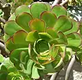 Rosette of leaves