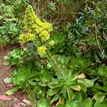 Aeonium cuneatum