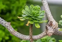 Aeonium dodrantale