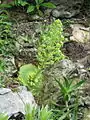 Aeonium tabuliforme bearing inflorescence