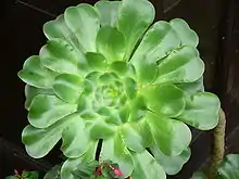 Aeonium undulatum