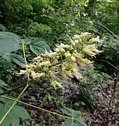 Inflorescence