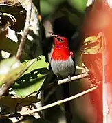 sunbird with  bright red head and throat, white underparts, and blackish forehead