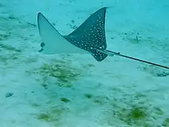 Spotted eagle ray (Aetobatus narinari)