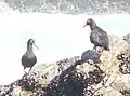 African oystercatcher 01