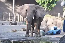 African elephant by the pool