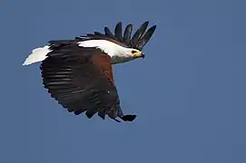 Lake Naivasha, Kenya