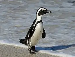 African penguin