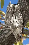 African scops owl