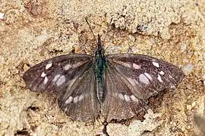 Bobiri Forest, Ghana