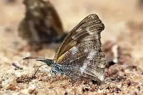 Bobiri Forest, Ghana