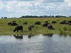 African buffalo