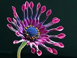 Osteospermum "Pink Whirls", a cultivar