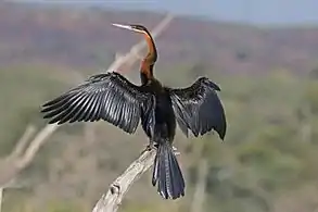 adult male drying wingsLake Baringo, Kenya