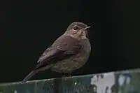 juvenile, Bwindi Impenetrable Forest, Uganda