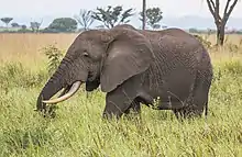 An African elephant