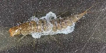 Larva attacked by fungus