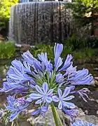 Agapanthus below waterfall 2021