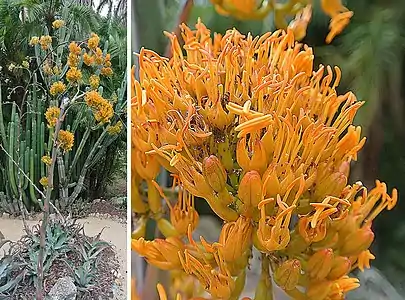 Habit and inflorescence