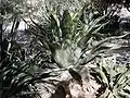 Agave inaequidens ssp. barrancensis