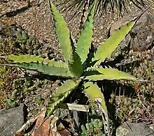 Agave xylonacantha