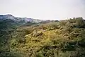 Highland shrubs in Agua Fria National Monument, Arizona, USA