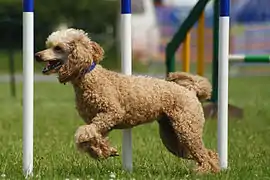 Apricot Poodle