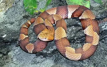 Broad-banded copperhead (Agkistrodon laticinctus)