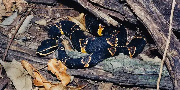 Taylor's cantil (Agkistrodon taylori) southern Tamaulipas (24 October 2004).