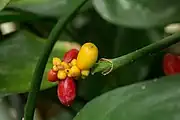 Close-up of fruit.