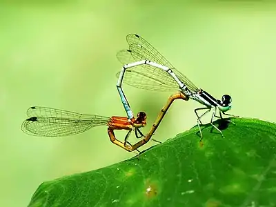 Mating pair (female gynochrome)