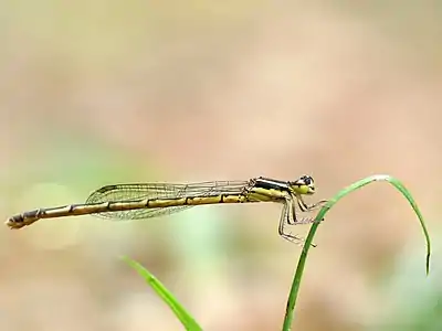 Agriocnemis splendidissima female (green)