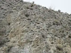 Four Bighorn sheep on Marsh Trail.