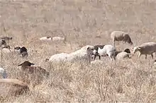 a large white dog sitting among a flock of sheep