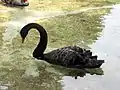 Akron Zoo Swan 2006