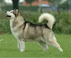 A white and grey husky-like dog faces left. Its tail curves over its back.