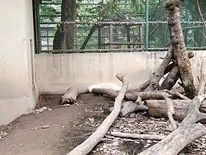 Albino Porcupine